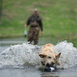 Training Retrieve to Hand