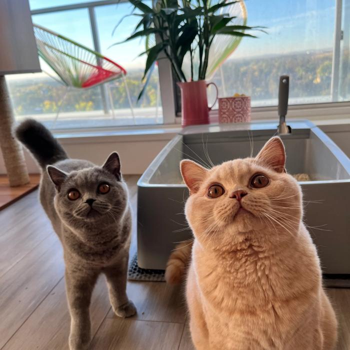 One gray and one orange cat standing in front of the PetSafe Multi-Cat Litter Box that’s placed in front of a window.