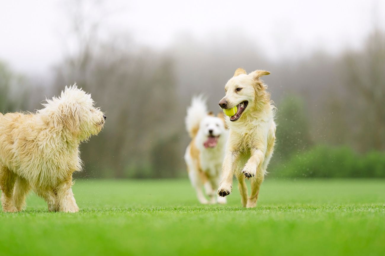 dogs playing and running