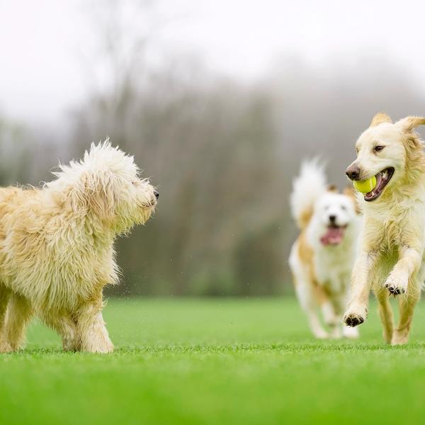 dogs playing and running