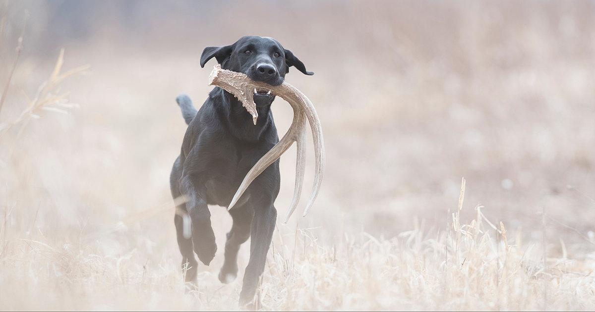 Shed Hunting: Help Your Dog Help You - Part 2