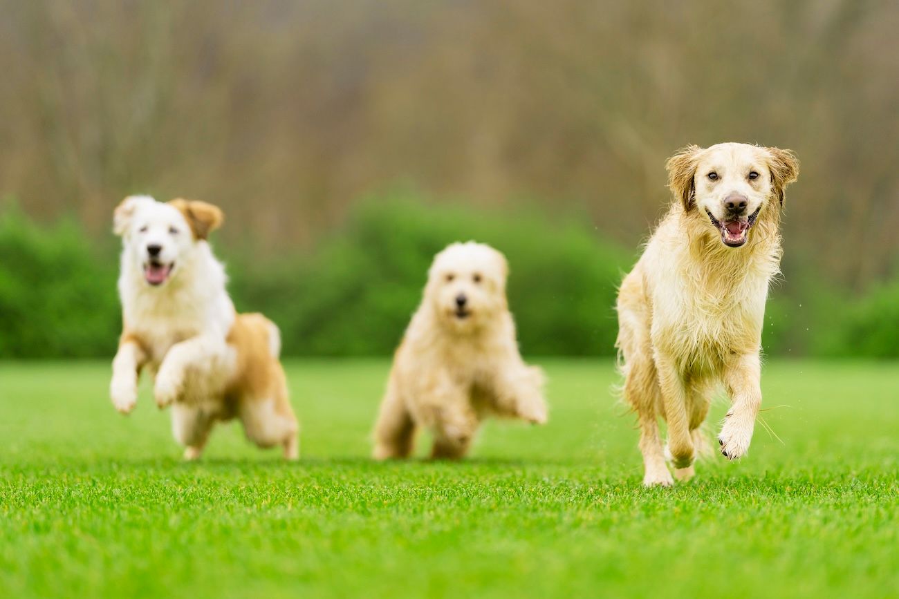 three dogs running and playing