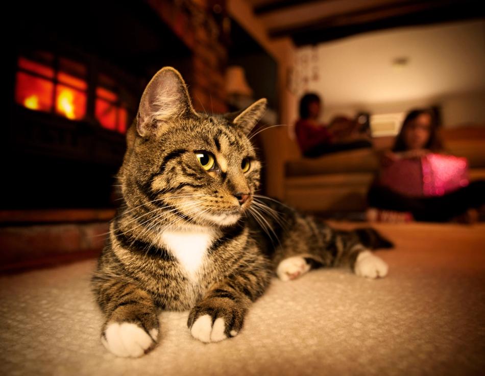 how to shoot the best pet picture