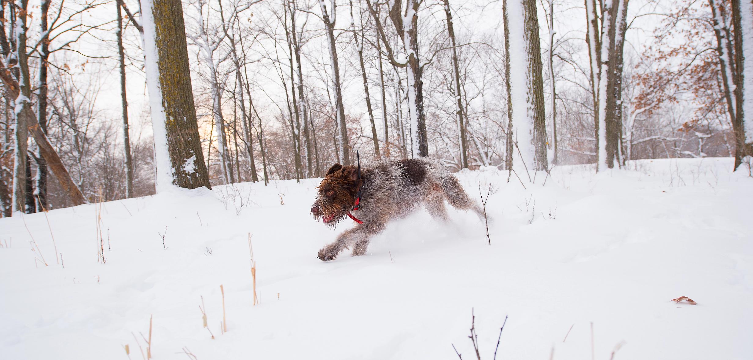 Draathar running through the snow.