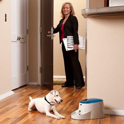 Basic Obedience Training