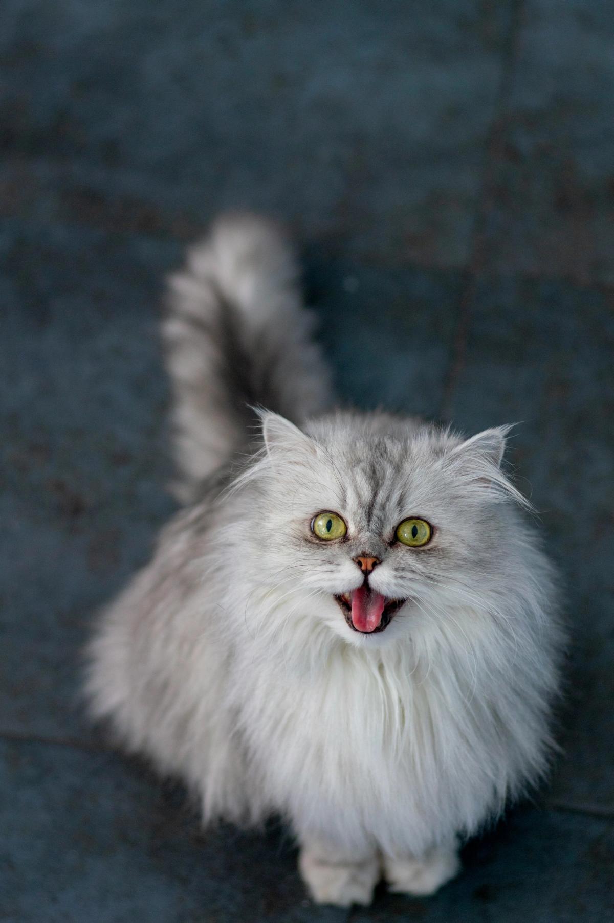 Persian Cat