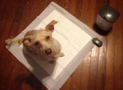 dog on potty pad