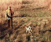 Straight Talk About Protein for Hunting Dogs