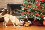 dog sniffing Christmas gifts
