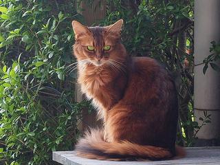 Somali Cat