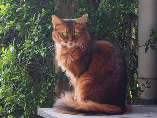 Somali Cat
