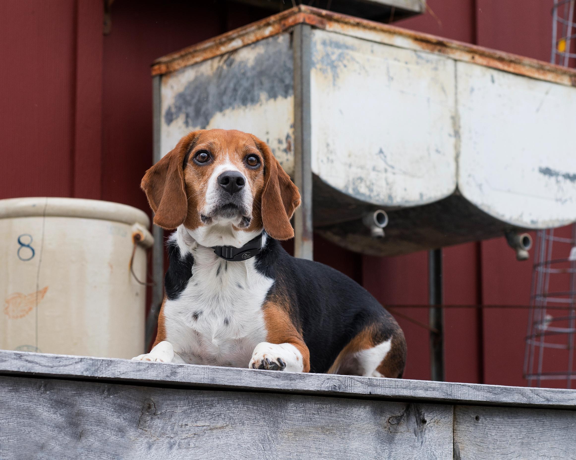 beagle laying quietly on porch with bark collar on