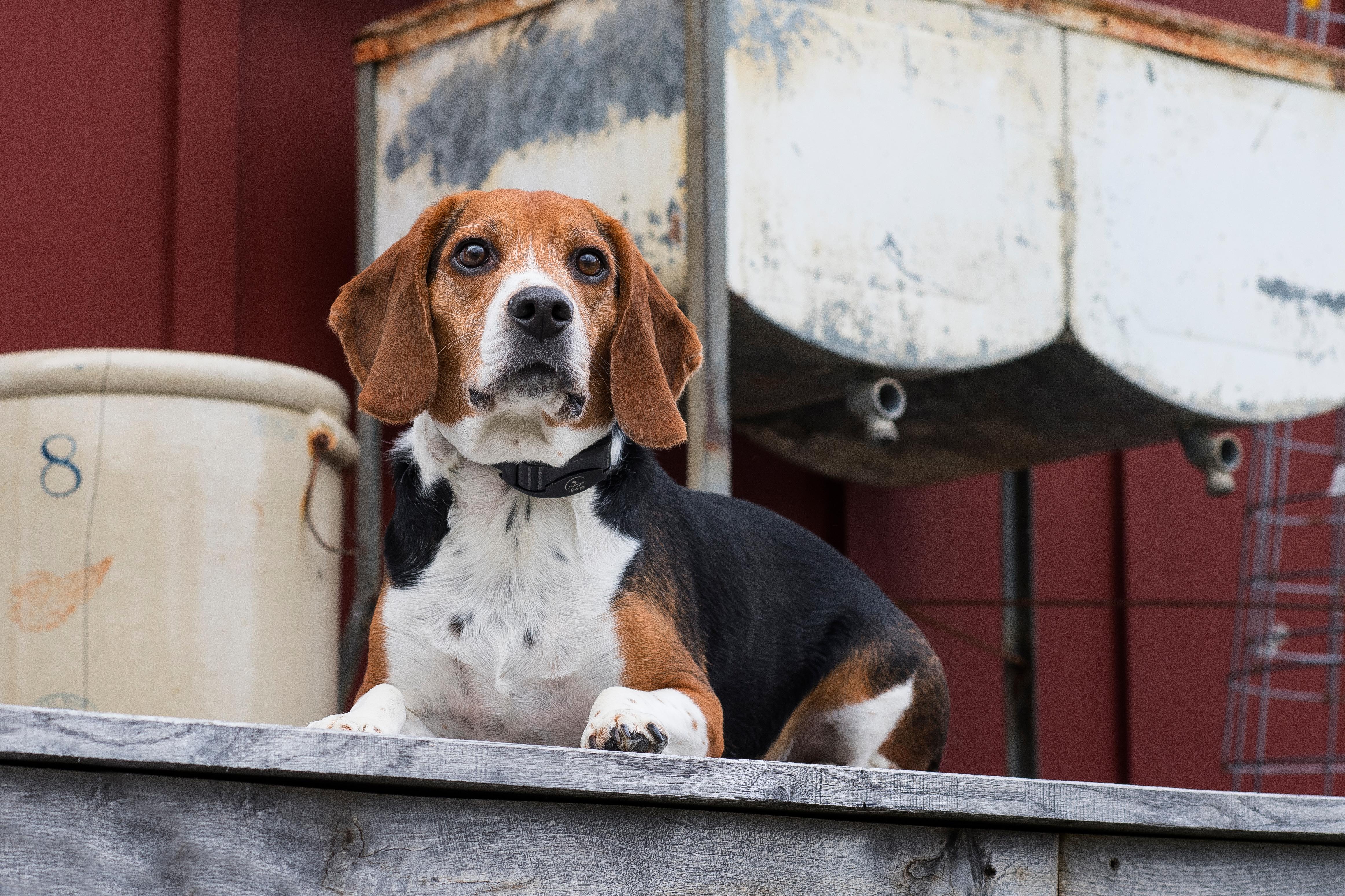 Beagle laying calmly on porch