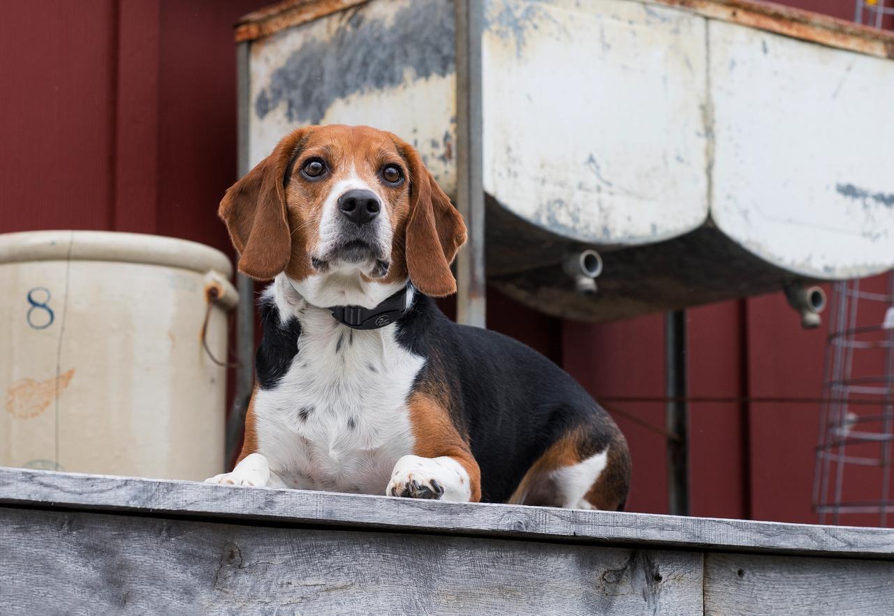 Beagle laying calmly on porch with bark collar on