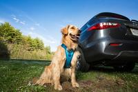Pet Travel Safety Tips Video