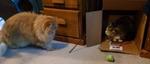 cats playing with box
