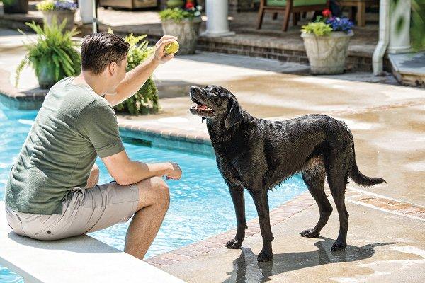 Am I giving my dog too many treats?