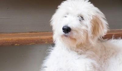 Communicate with Your Dog Like Never Before