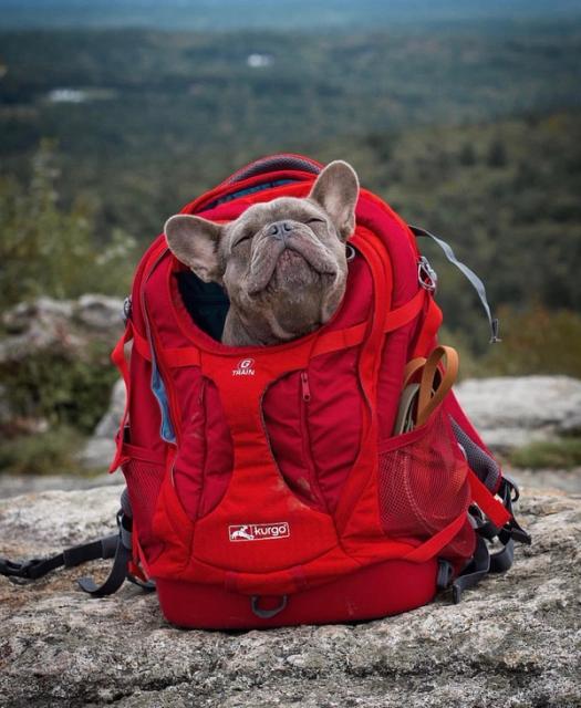 10 Great Dog Friendly Hikes in New Hampshire