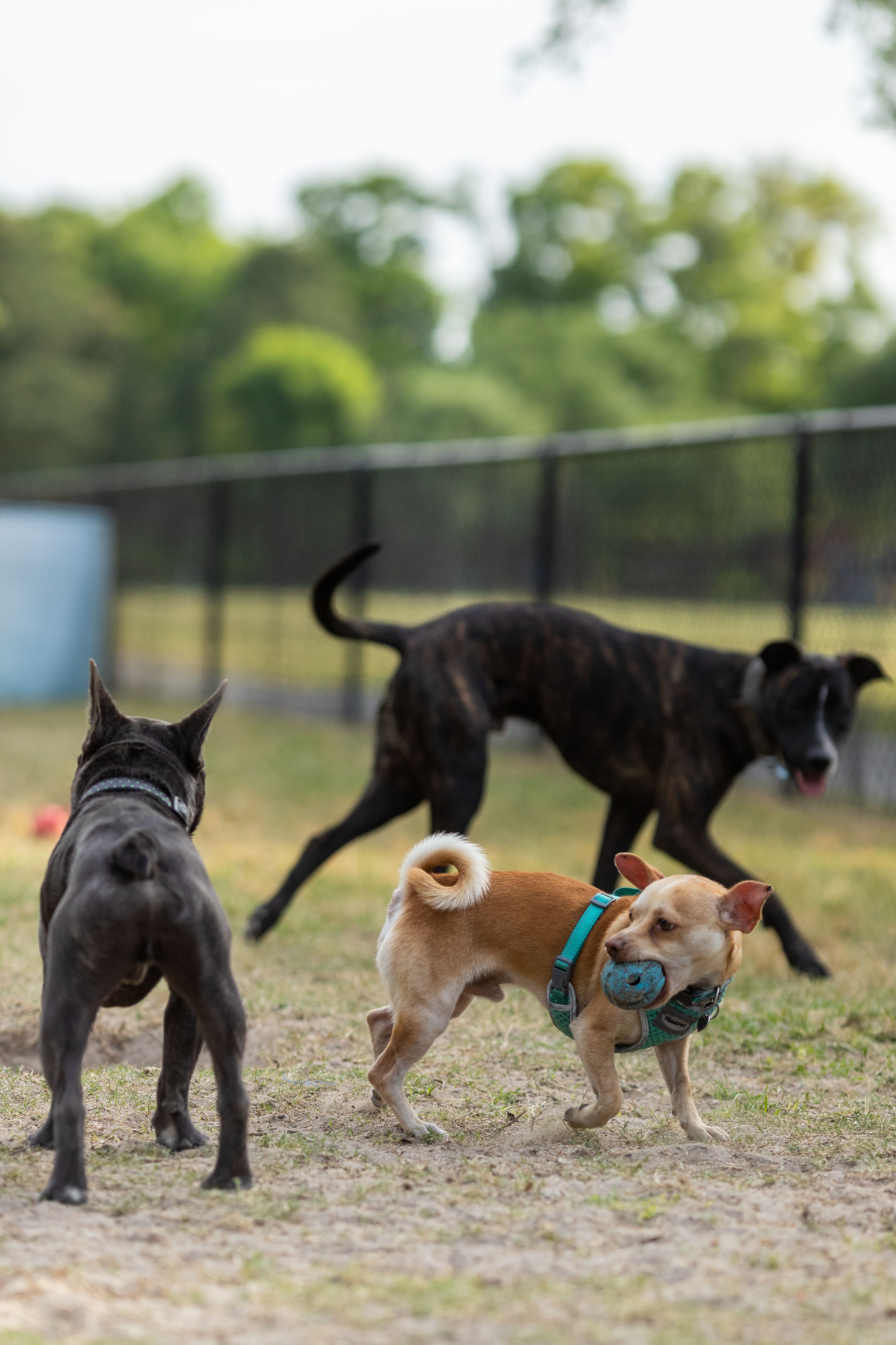 dogs playing at dog park