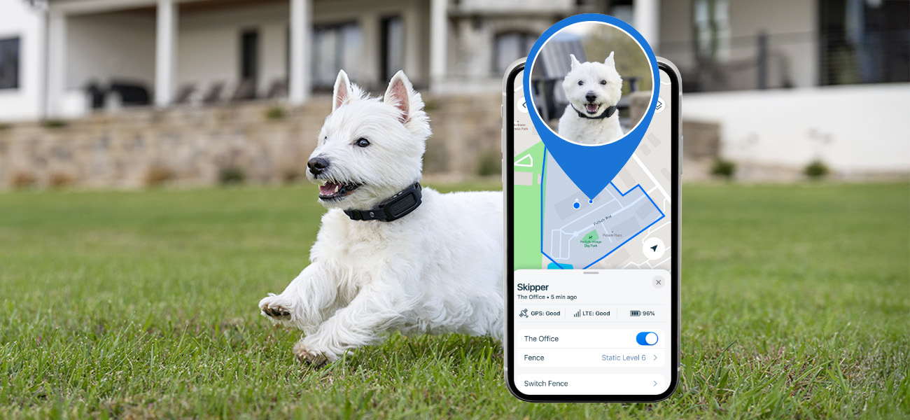 dogs playing outside with overlay image of custom boundary on iPhone