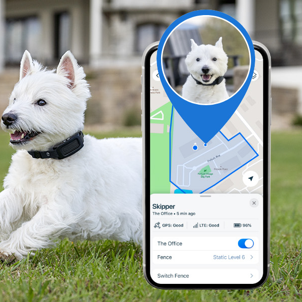 dog wearing gps collar and custom fence shown on iPhone