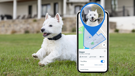 dogs playing outside with overlay image of custom boundary on iPhone