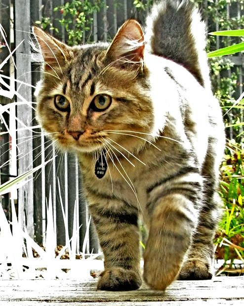 American Bobtail Cat