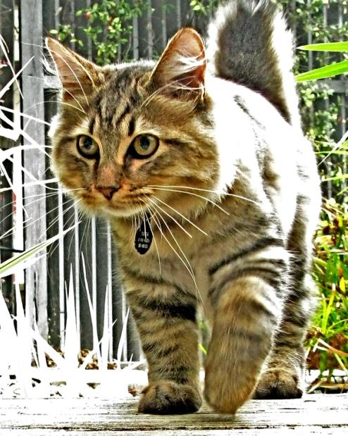 American Bobtail Cat