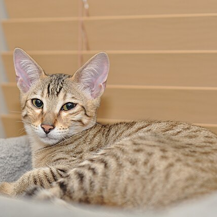 Savannah Cat