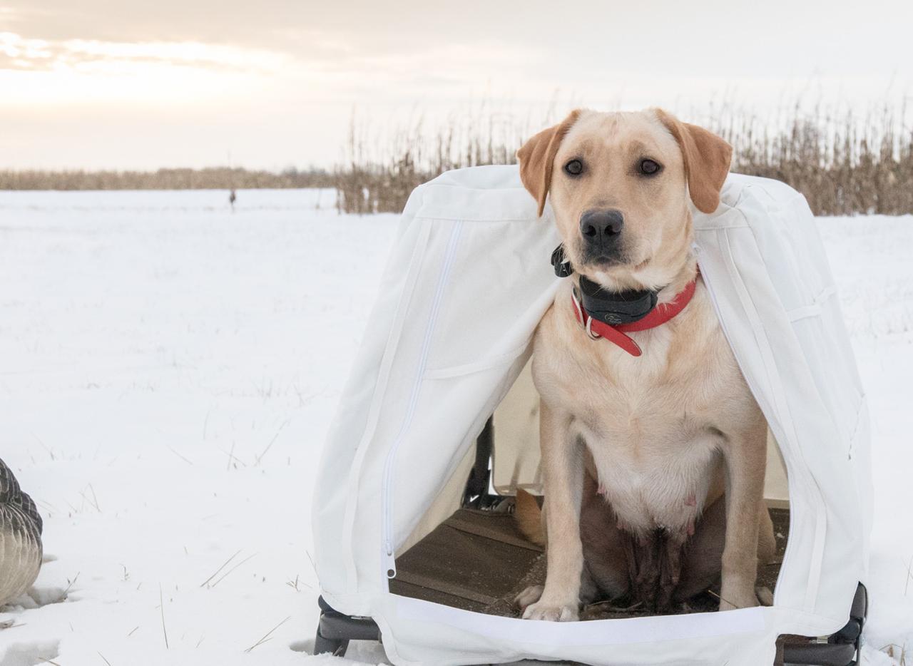 yellow lab in white field blind out in a snow covered field
