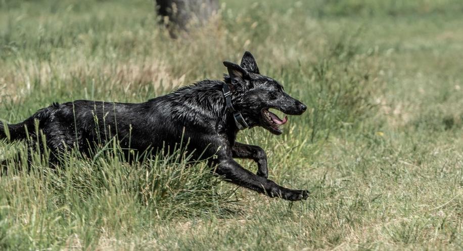 Black Lab running through grass panting