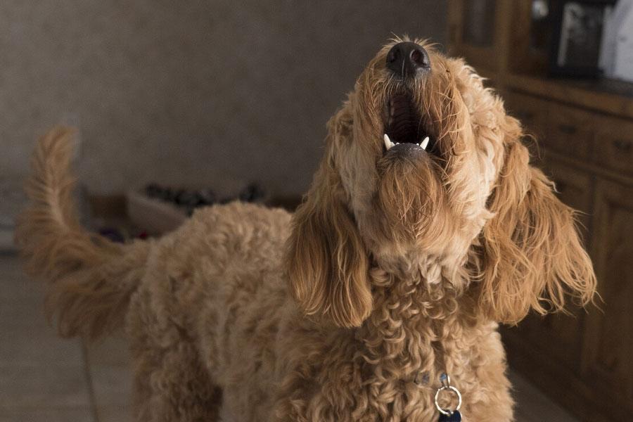 dog barking tips