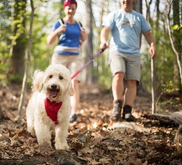 Dog Hiking Harness