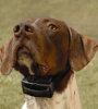 Finding the Right NoBark Collar for Your Hunting Dog