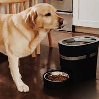 Dog standing in kitchen