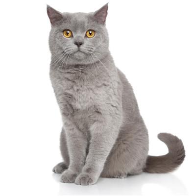 cat breed exotic shorthair