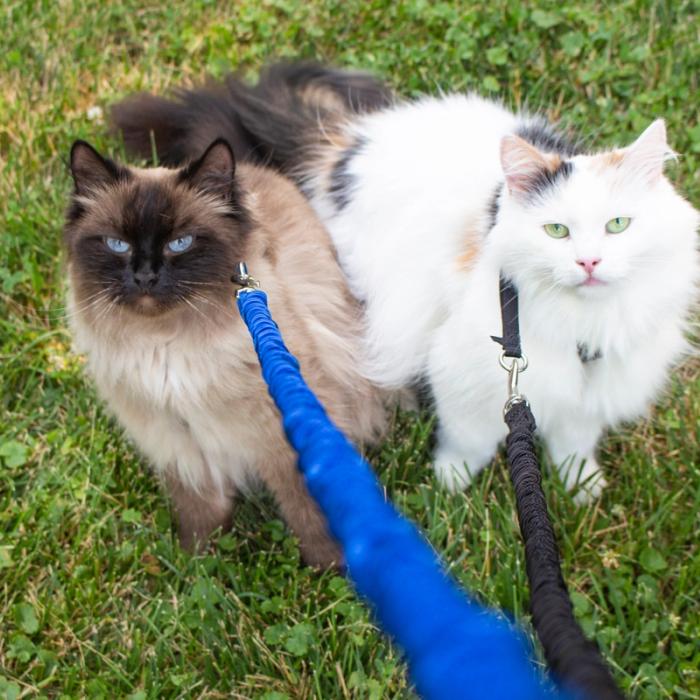 One brown and one white fluffy cat sitting in the grass wearing a blue and black PetSafe Come with Me Kitty Harness respectively.