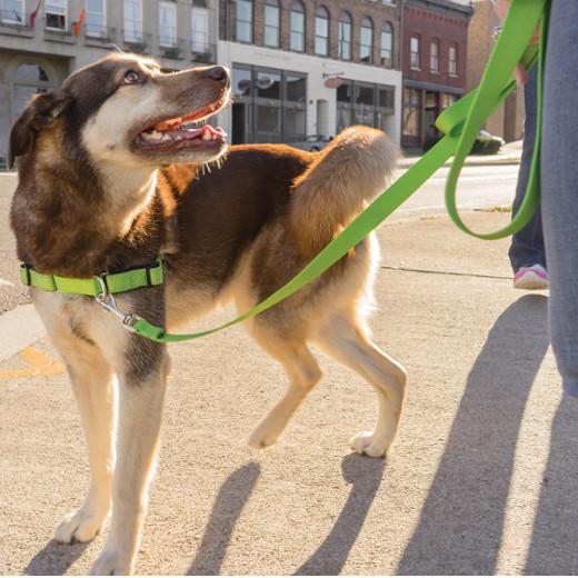 Most Dog-Friendly Cities