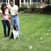 electronic fence training