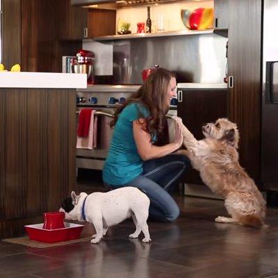 funny pet commercials