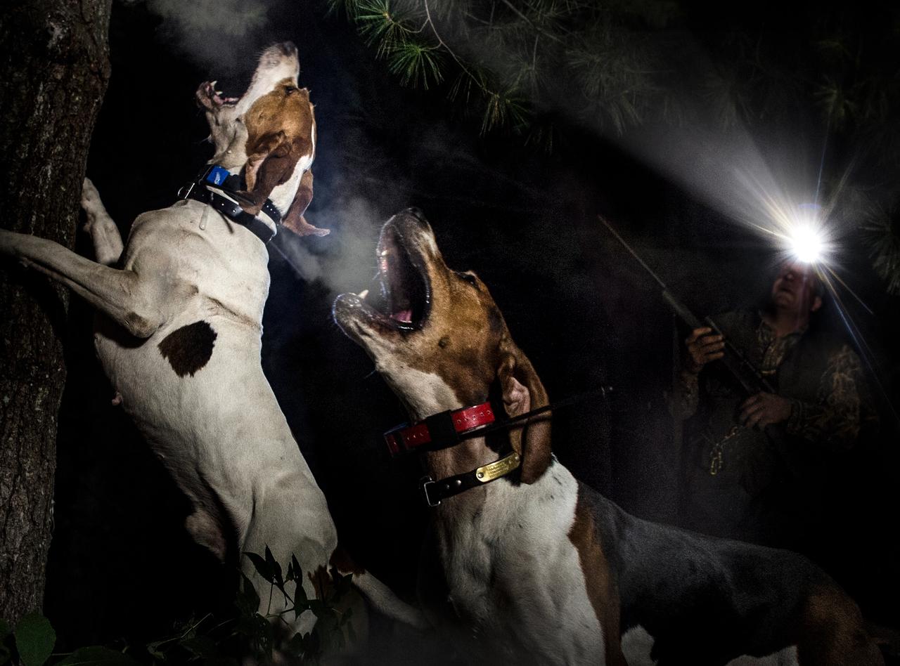 Two hunting hound dogs barking up a tree at night with handler following behind with a headlamp on.