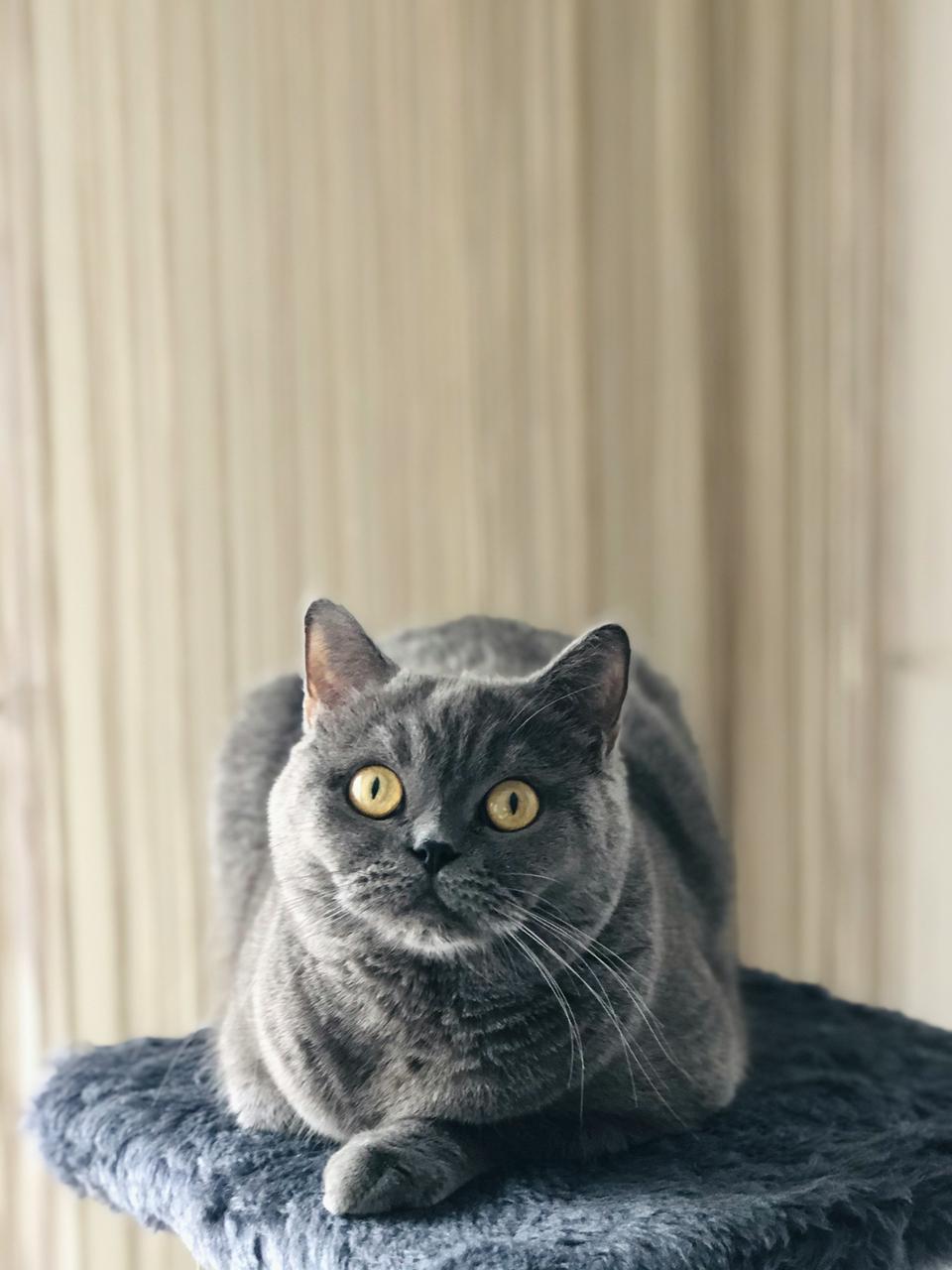 British Shorthair Cat