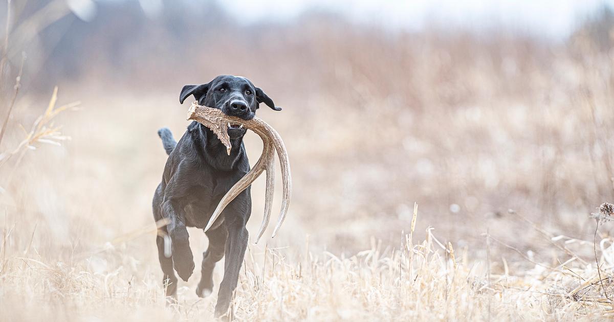 Black lab returning with shed in mouth