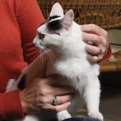 Cat Body Language 101