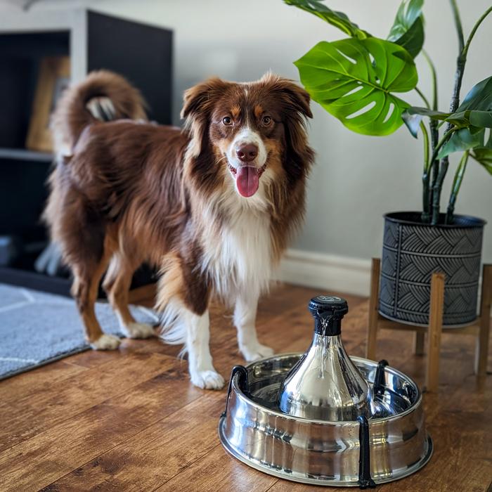 Brown and white collie/aussie mix standing in a home next to a PetSafe Stainless Multi-Pet Fountain.