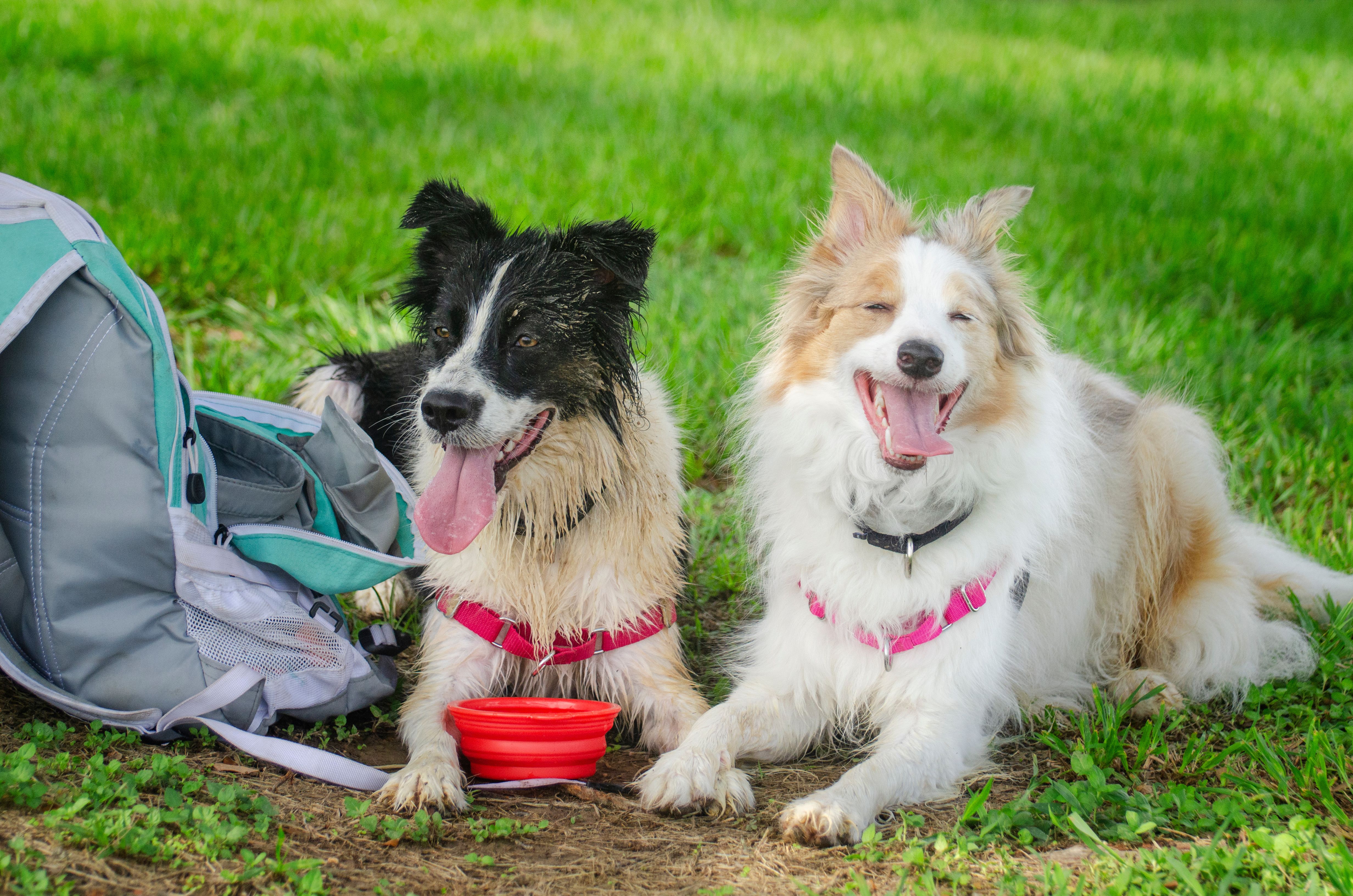 Dogs taking a break while playing at dog park