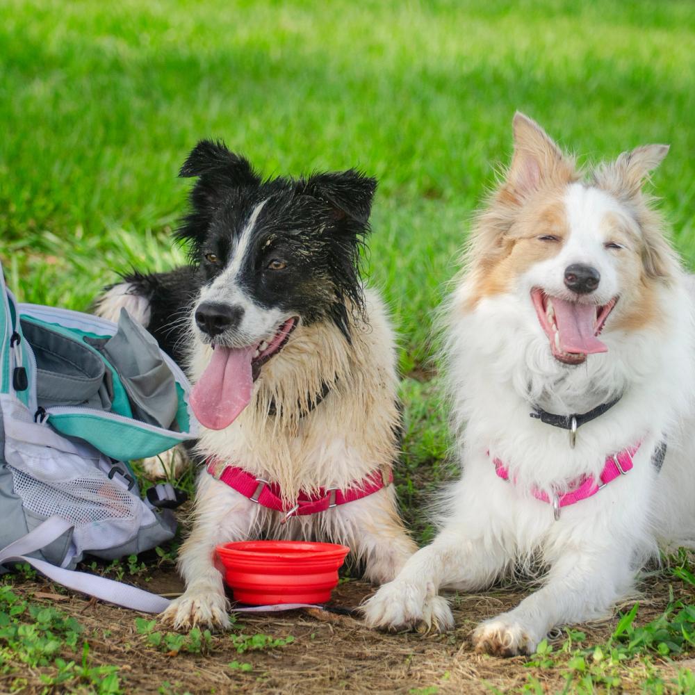 Dogs taking a break while playing at dog park
