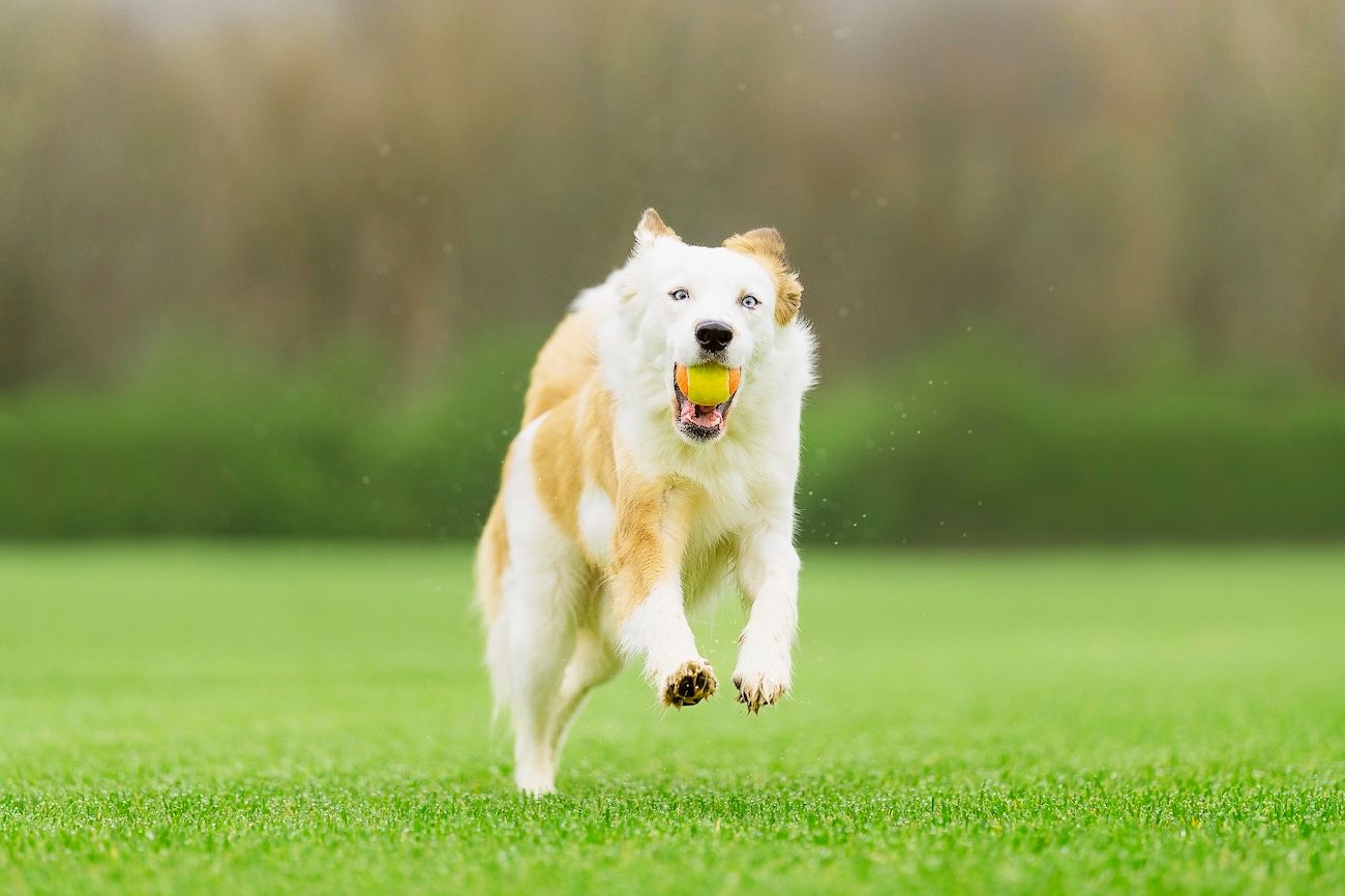 Dog running with tennis ball