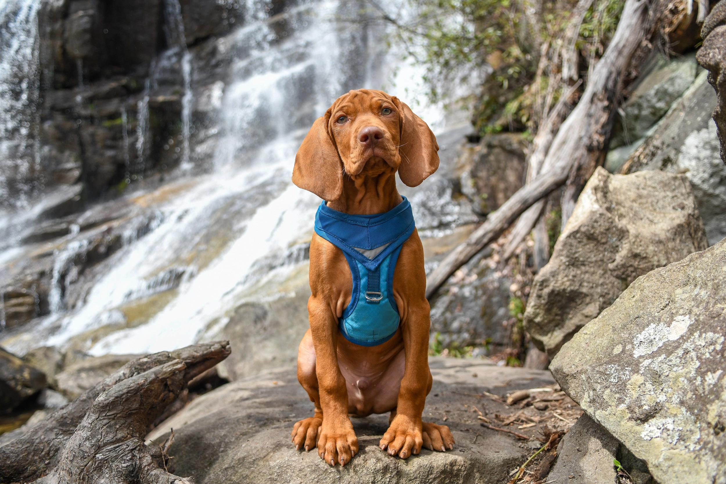 Lauren & Banks: The Ultimate Guide to Your New Puppy